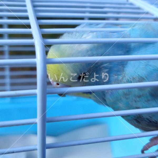 保護鳥の写真