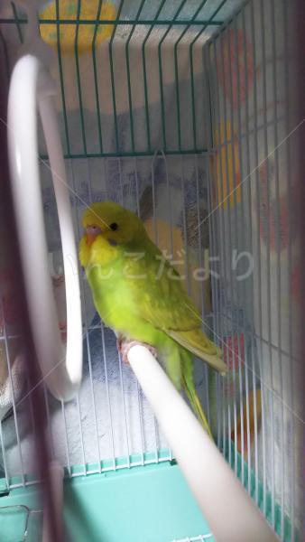 保護鳥の写真