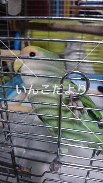保護鳥の写真