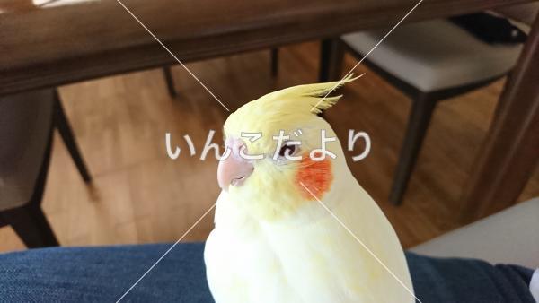 迷い鳥の写真