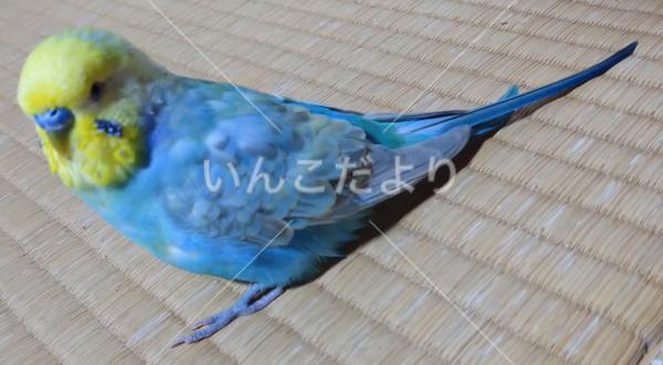 保護鳥の写真