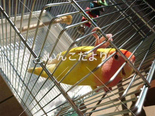 迷い鳥の写真