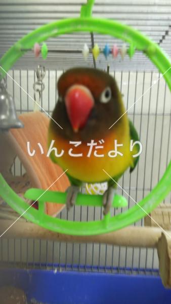 迷い鳥の写真