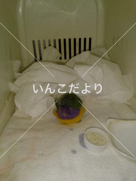 保護鳥の写真