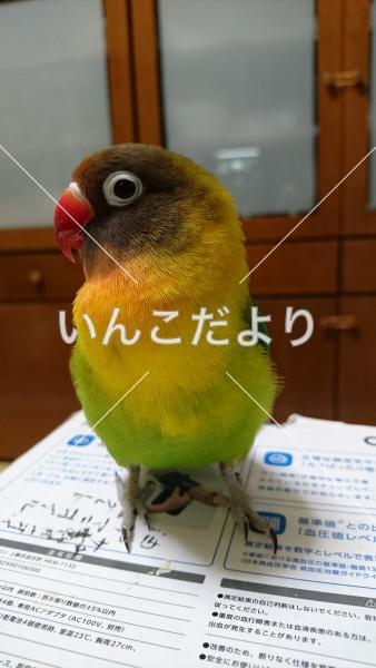 迷い鳥の写真