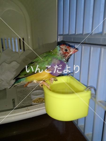 迷い鳥の写真