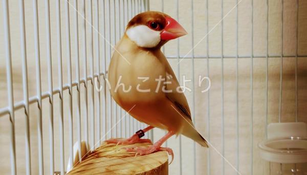 迷い鳥の写真