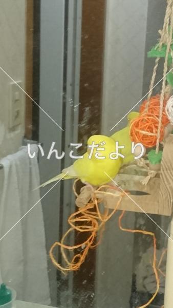 迷い鳥の写真