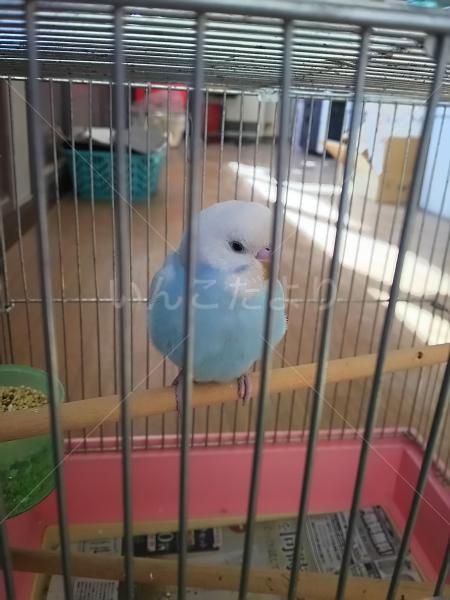 保護鳥の写真