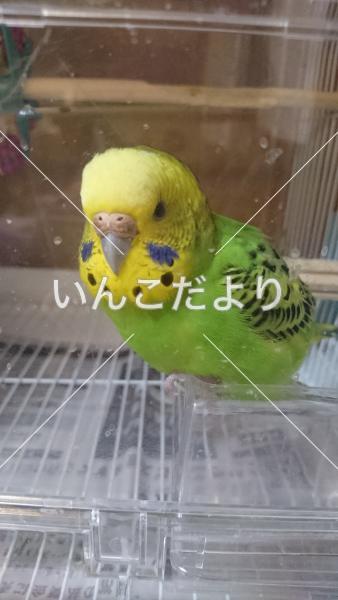 迷い鳥の写真