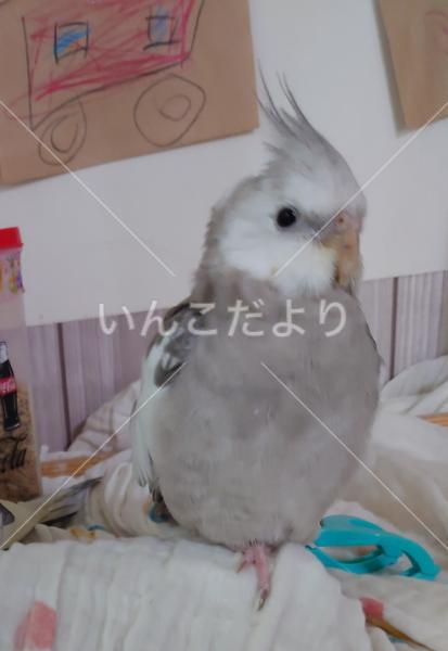 迷い鳥の写真