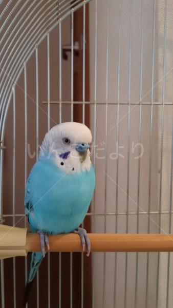 保護鳥の写真