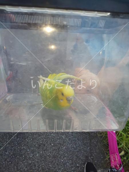 保護鳥の写真
