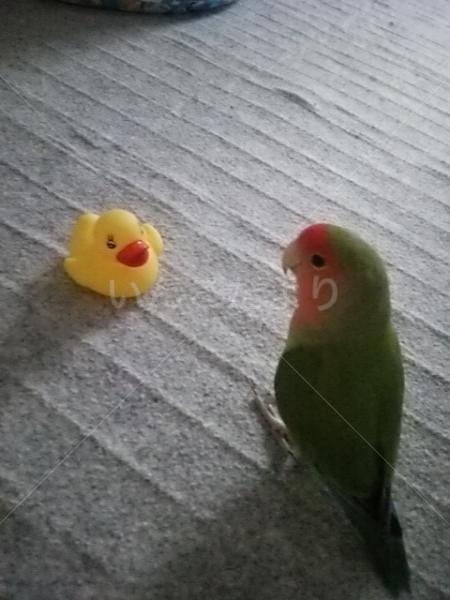 迷い鳥の写真