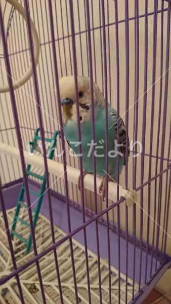 保護鳥の写真