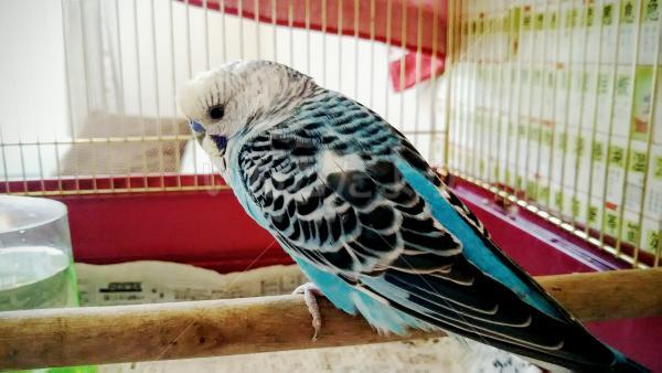 保護鳥の写真
