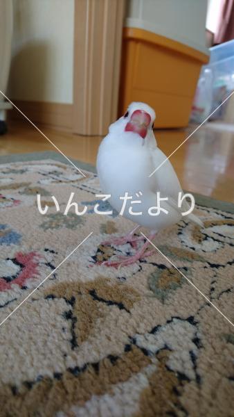 迷い鳥の写真