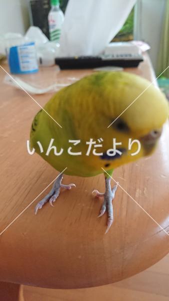 迷い鳥の写真