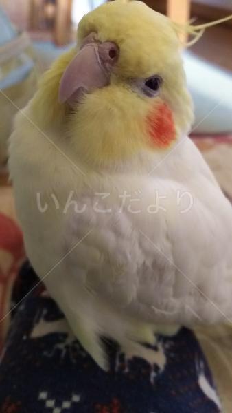 迷い鳥の写真