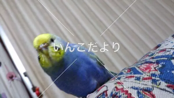 迷い鳥の写真