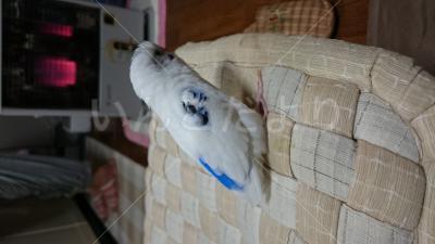 迷い鳥の写真