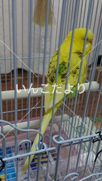 保護鳥の写真