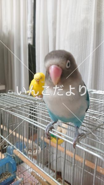 迷い鳥の写真