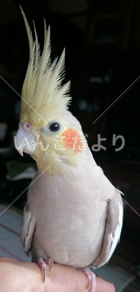 迷い鳥の写真