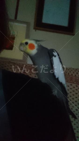 迷い鳥の写真