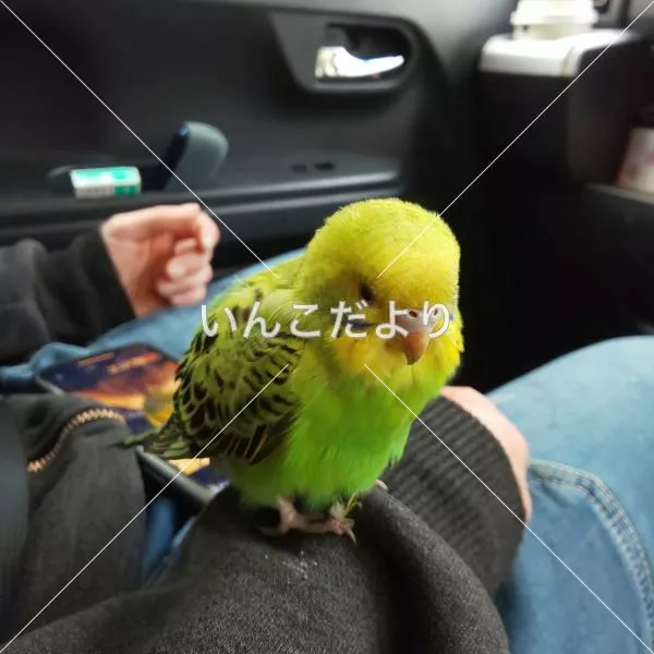 保護鳥の写真