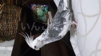 迷い鳥の写真