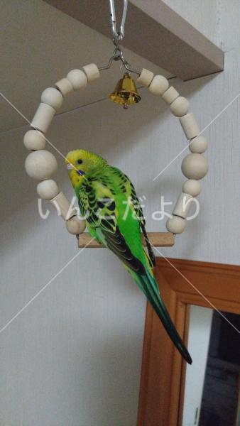 迷い鳥の写真