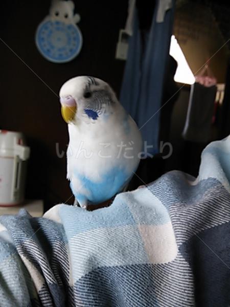 迷い鳥の写真
