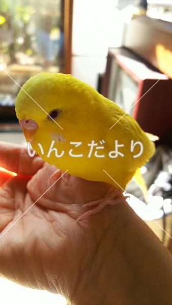 迷い鳥の写真