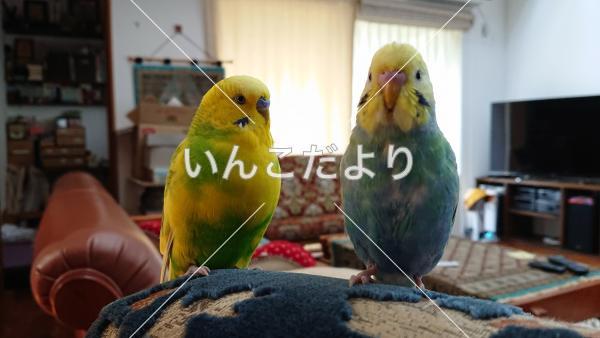 迷い鳥の写真