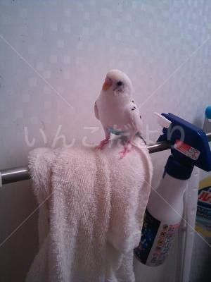 迷い鳥の写真
