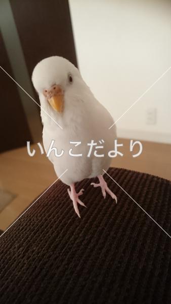 迷い鳥の写真