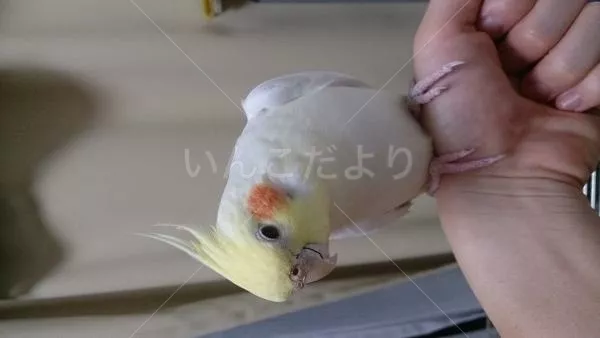 保護鳥の写真