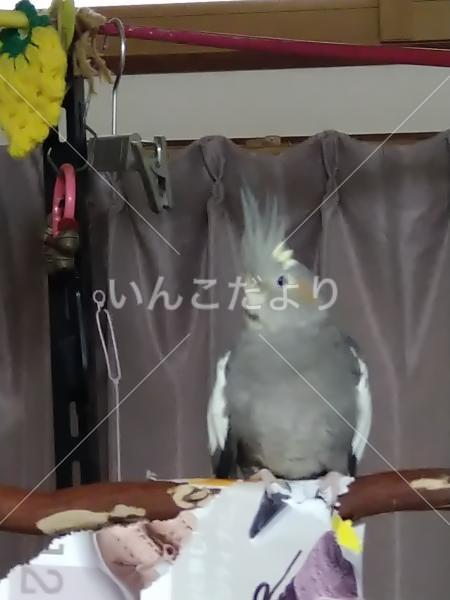 迷い鳥の写真