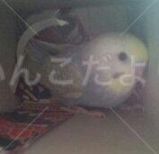 迷い鳥の写真