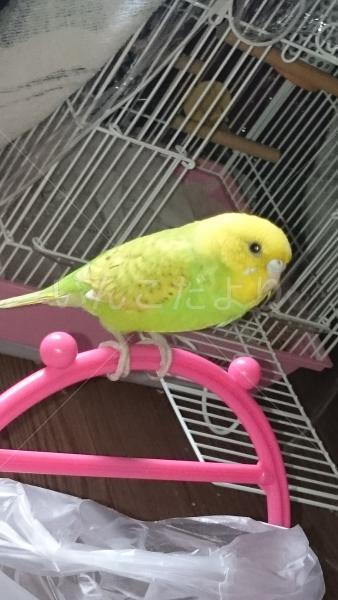 迷い鳥の写真
