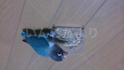 迷い鳥の写真
