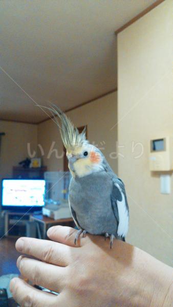 迷い鳥の写真
