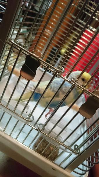 保護鳥の写真