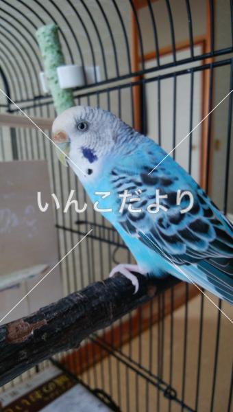 保護鳥の写真