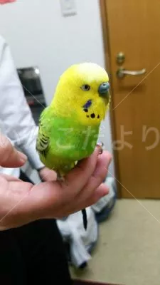 保護鳥の写真