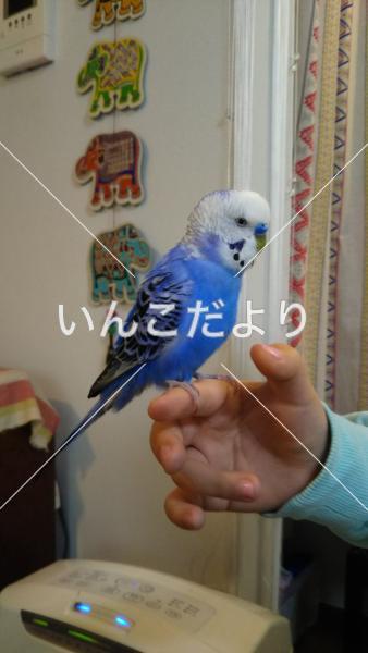 迷い鳥の写真