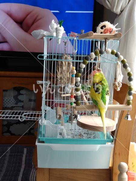 迷い鳥の写真