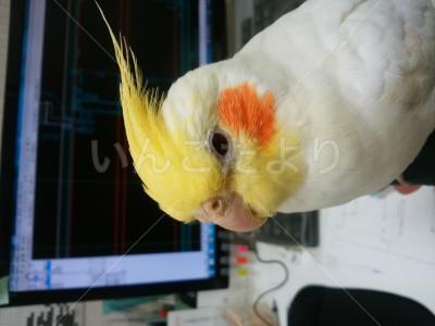 迷い鳥の写真