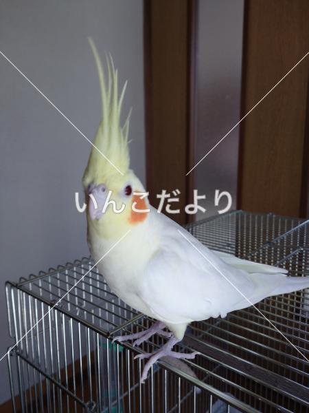 迷い鳥の写真